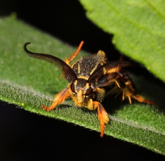 Pennisetia marginatum