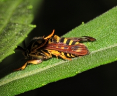 Pennisetia marginatum