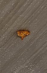 Apoda y-inversa