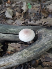 Leucoagaricus americanus