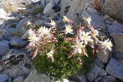 Aquilegia pubescens