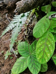 Gloxinia erinoides