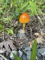 Amanita