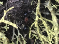 Camponotus vicinus