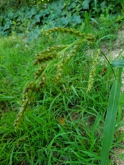 Echinochloa