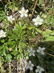 Sibbaldiopsis tridentata