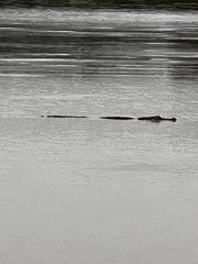 Alligator mississippiensis