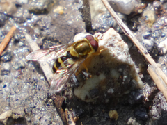 Syrphus opinator