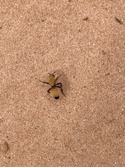 Dasymutilla bioculata