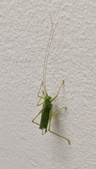 Meconema thalassinum