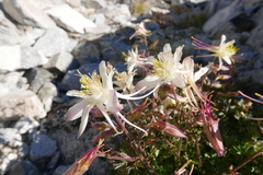 Aquilegia pubescens