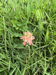 Indigofera spicata