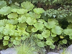Darmera peltata