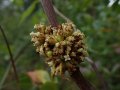 Cuscuta compacta