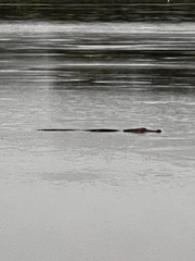 Alligator mississippiensis