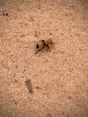 Dasymutilla bioculata