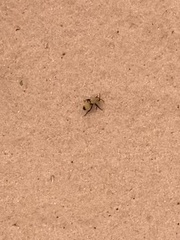 Dasymutilla bioculata