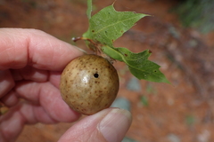 Amphibolips quercusinanis