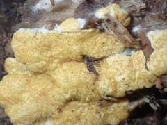 Trichoderma