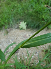 Echinochloa