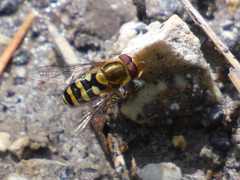 Syrphus opinator