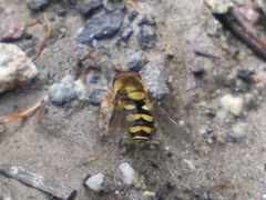 Syrphus opinator
