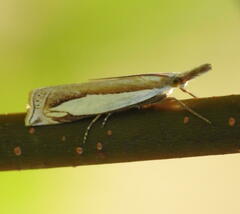 Crambus watsonellus