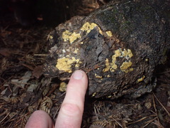 Trichoderma