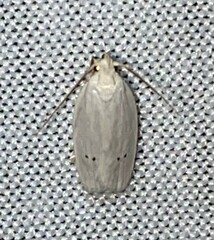 Antaeotricha albulella