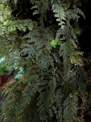 Hymenophyllum frankliniae
