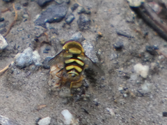 Syrphus opinator
