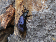 Cypherotylus californicus