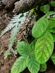 Gloxinia erinoides