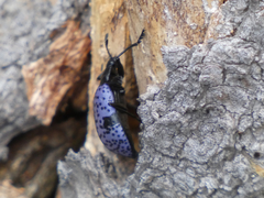 Cypherotylus californicus