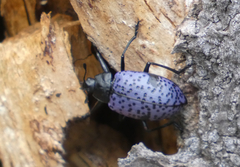 Cypherotylus californicus