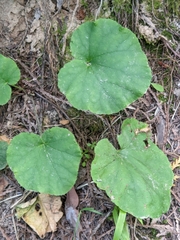 Ozomelis stauropetala