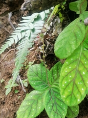 Gloxinia erinoides