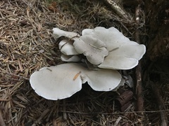 Albatrellus