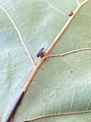 Cyrtepistomus castaneus