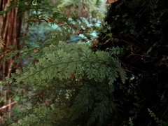 Hymenophyllum frankliniae