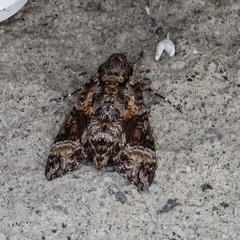 Agrius cingulata