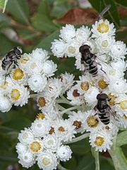 Eristalis dimidiata