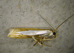 Crambus watsonellus