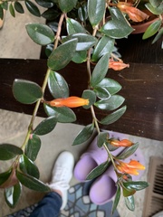 Nematanthus