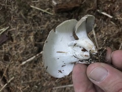 Albatrellus