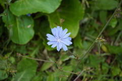Cichorium
