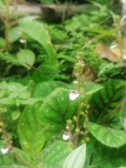 Gloxinia erinoides
