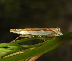 Crambus watsonellus