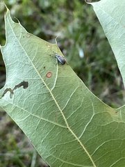 Cyrtepistomus castaneus