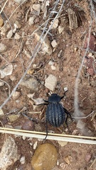 Philolithus sordidus